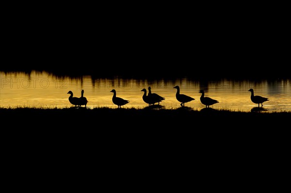 Pink-footed Goose (Anser brachyrhynchus) flock