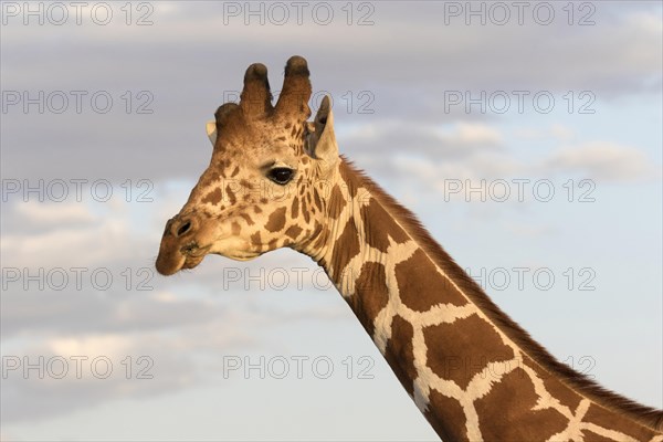 Reticulated Giraffe (Giraffa camelopardalis reticulata) adult