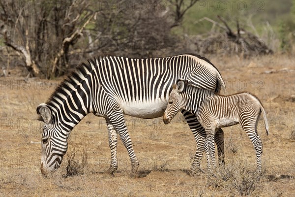 Grevy's Zebras (Equus grevyi)