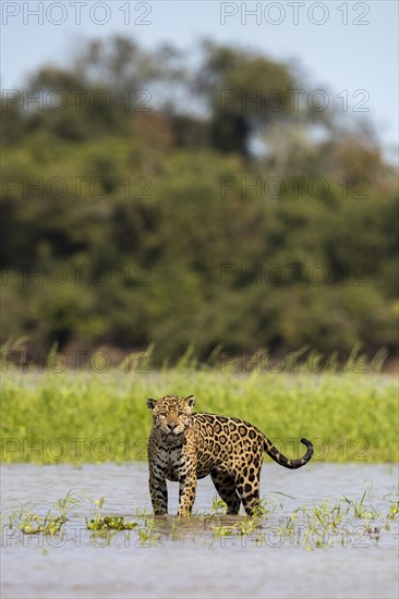 Jaguar (Panthera onca palustris) adult