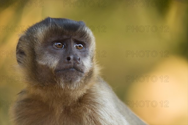 Tufted Capuchin (Cebus apella)