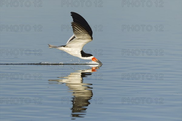 Black Skimmer (Rynchops niger)