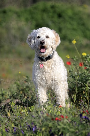 Labradoodle