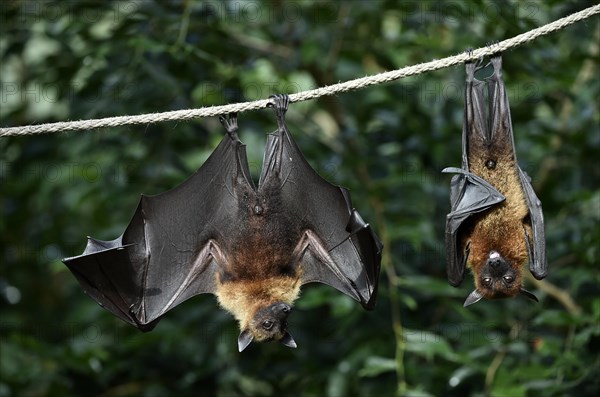 Two flying foxes (Pteropus sp.)