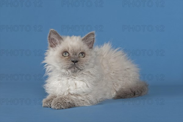 Selkirk Rex kitten