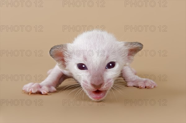 Siamese kitten