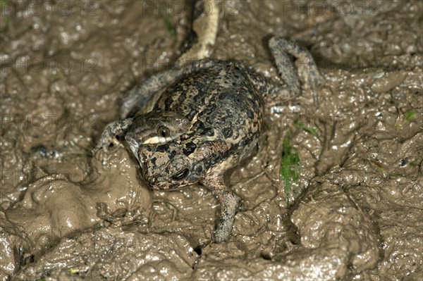 Banded Cat-eyed Snake (Leptodeira annulata) with a Ditch Frog or White-lipped Frog (Leptodactylus) in its mouth