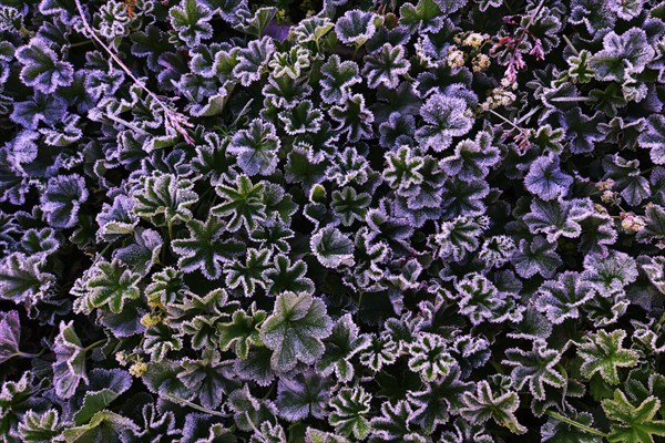 Lady's Mantle (Alchemilla sp.) with morning frost