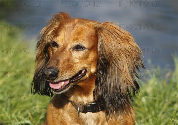 Long-haired dachshund