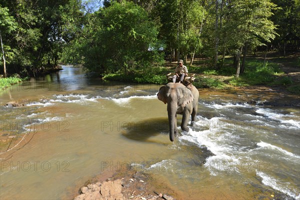 Elephant trekking in the jungle