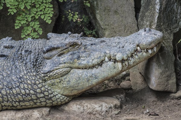 Saltwater Crocodile (Crocodylus porosus)