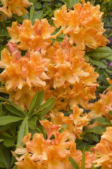 Blooming yellow Rhododendron (Rhododendron molle)