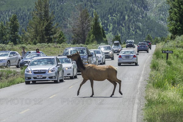 American Elk or Wapiti (Cervus canadensis)