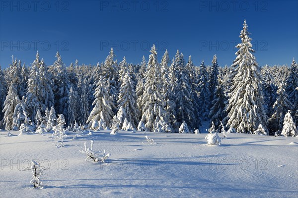 Snow-covered winter landscape