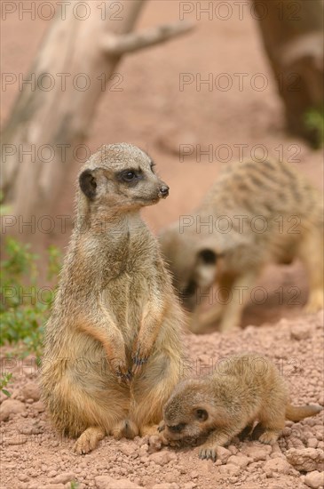 Meerkats (Suricata suricatta)