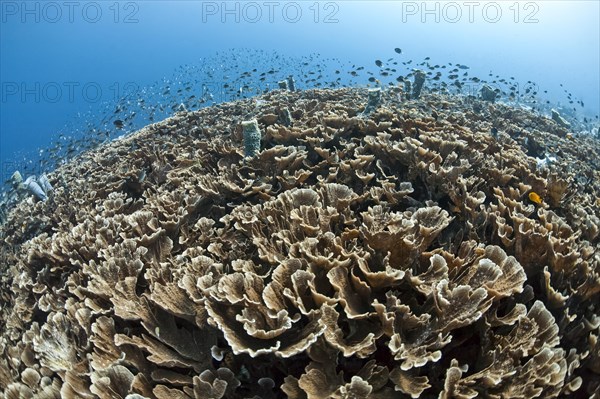Chalice coral reef