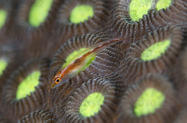 Toothy Goby (Pleurosicya mossambica)