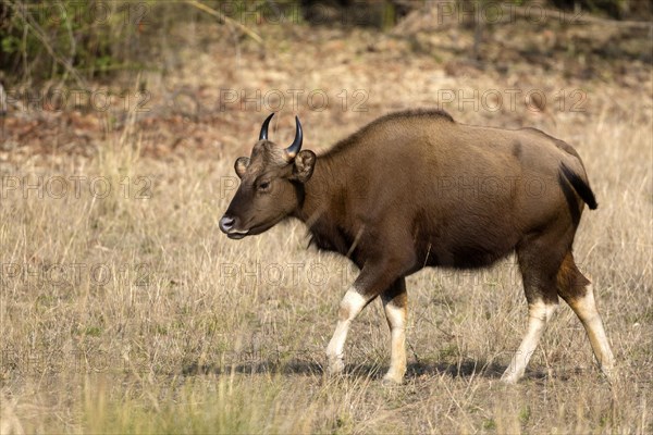 Gaur (Bos gaurus)