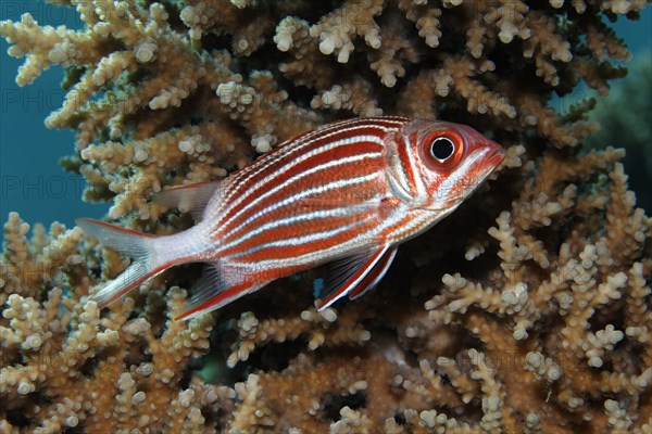 Crowned squirrelfish (Sargocentron diadema) hiding in Agropora-stone coral (Agropora sp.)