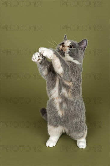 British Shorthair kitten