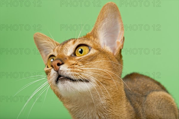 Abyssinian cat