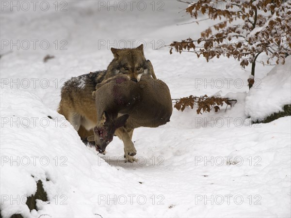 Wolf (Canis lupus) with a captured deer