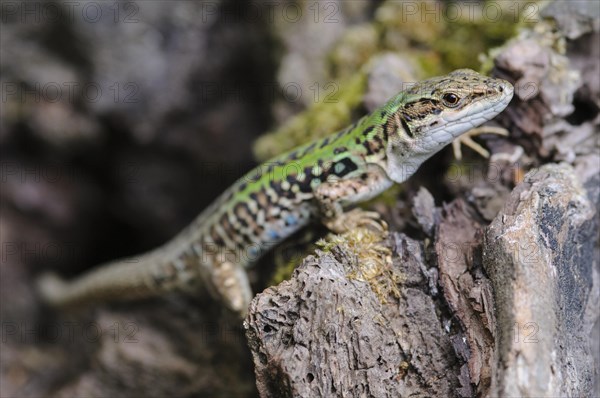 Italian Wall Lizard (Podarcis siculus)