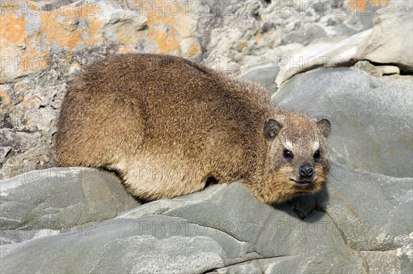 Rock Hyrax (Procavia capensis)