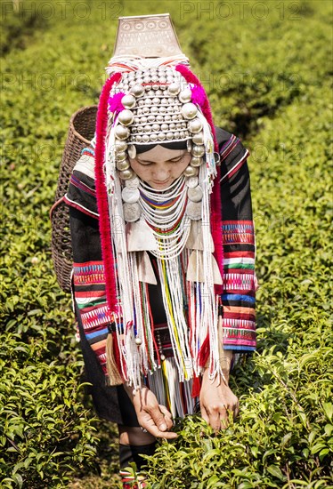 Akha hill tribe woman picking tea