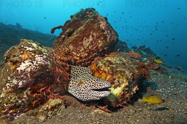 Honeycomb Moray (Gymnothorax favagineus) in shelter with many Hingebeak prawns (Rhynchocinetes durbanensis)