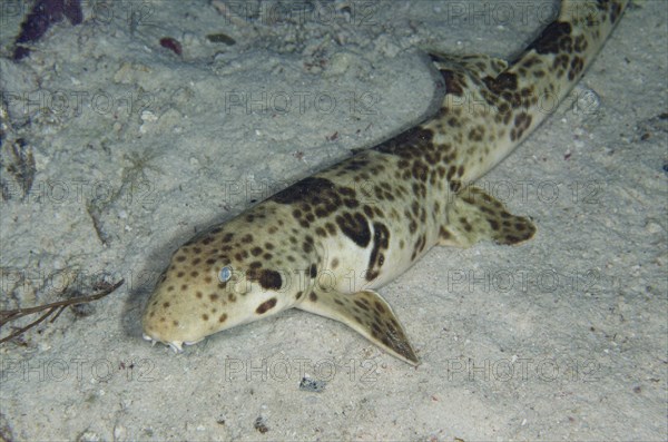 Indonesian Speckled Carpetshark (Hemiscyllium freycineti)