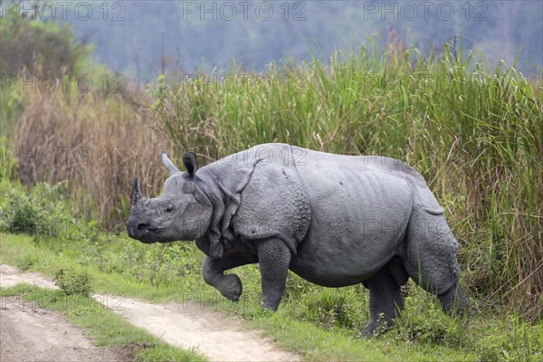 Indian rhinoceros (Rhinoceros unicornis)