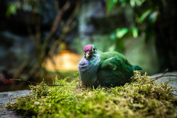 Breeding Beautiful Fruit Dove (Ptilinopus pulchellus) on the nest