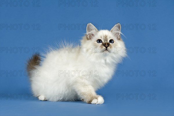 Birman Cat