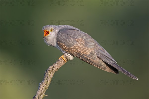 Cuckoo (Cuculus canorus)