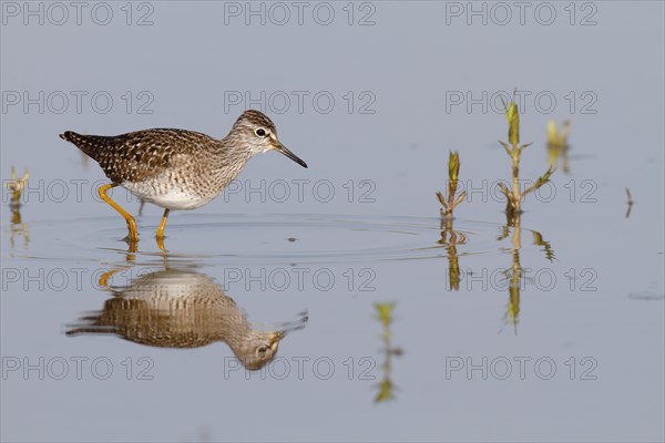 Wood Sandpiper (Tringa glareola)