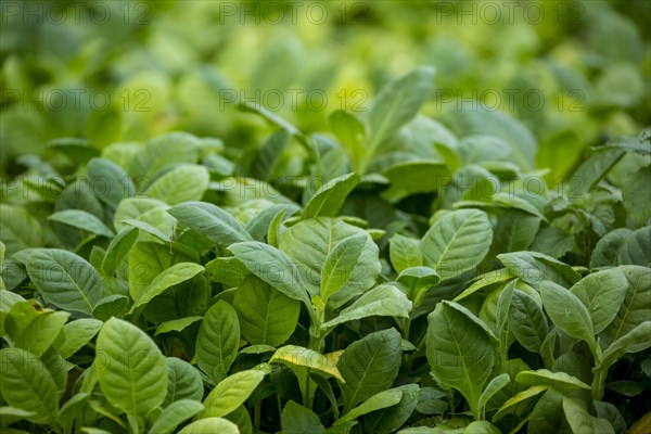 Tobacco plants (Nicotiana)