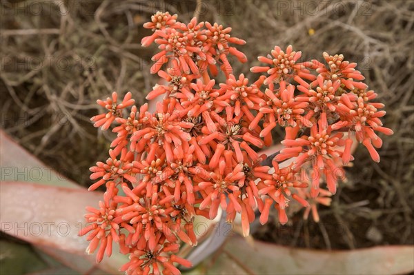 Aloe flowers (Aloe)