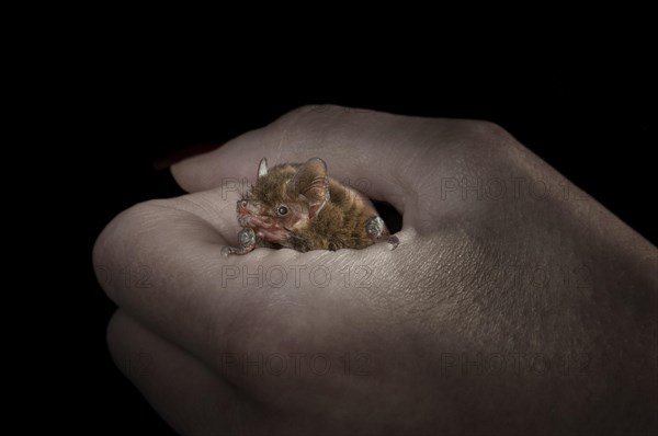 Common Pipistrelle (Pipistrellus pipistrellus) in semi-closed hand