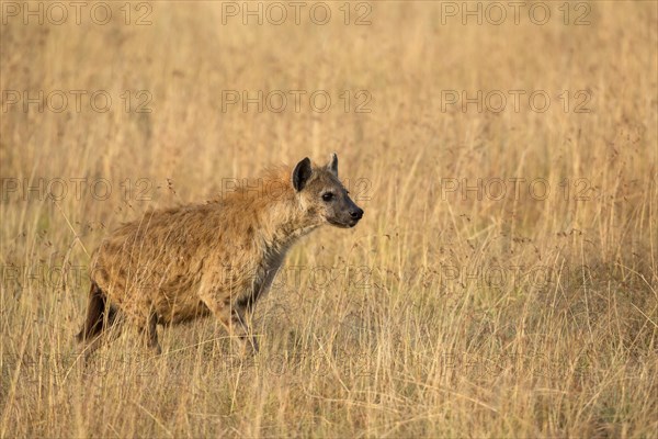 Spotted Hyena (Crocuta crocuta) adult