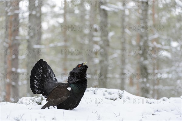 Western Capercaillie (Tetrao urogallus urogallus) adult male