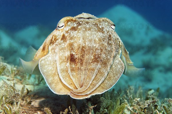 Broadclub cuttlefish (Sepia latimanus)