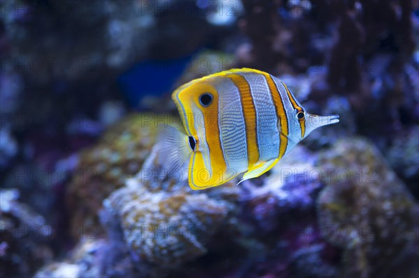 Copperband Butterflyfish (Chelmon rostratus) in an aquarium