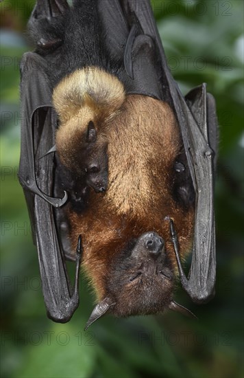 Flying fox (Pteropus sp.)