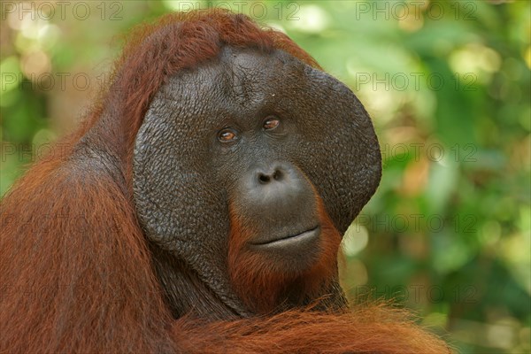 Bornean Orangutan (Pongo pygmaeus)