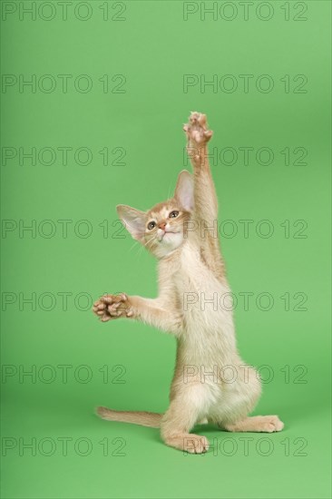 Abyssinian cat