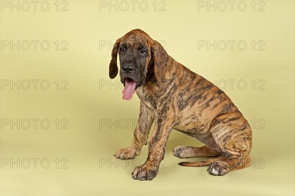 Great Dane