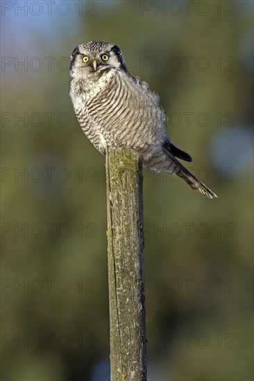 Hawk-Owl or Northern Hawk-Owl (Surnia ulula) on perch