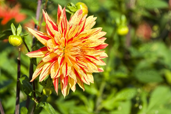 The blossom of a Dahlia 'Sultan'