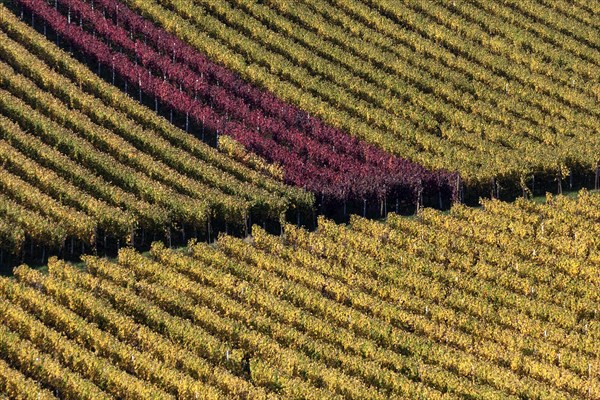 Vineyard in autumn colours